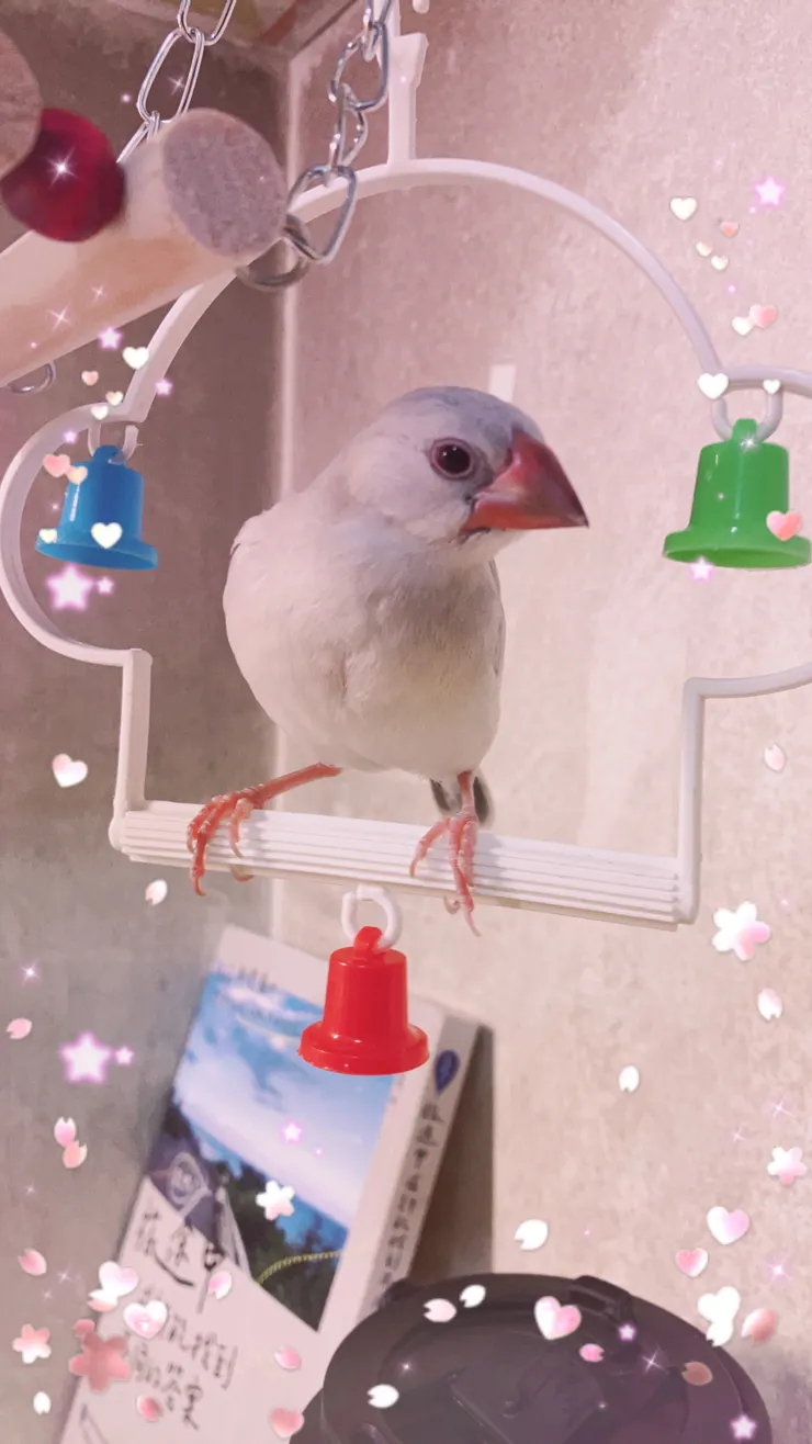 貝貝很愛歪頭看人，後來我才發現是因為鳥的眼睛長在兩邊，如果直直地看，就看不到我了吧