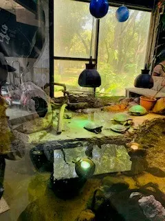 很愜意的烏龜們!