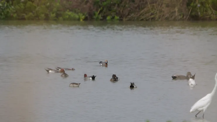 赤膀鴨在白鷺後方