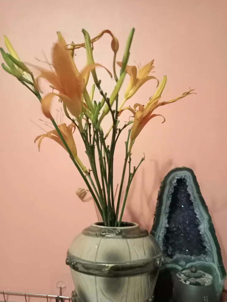 農場裡的金針花