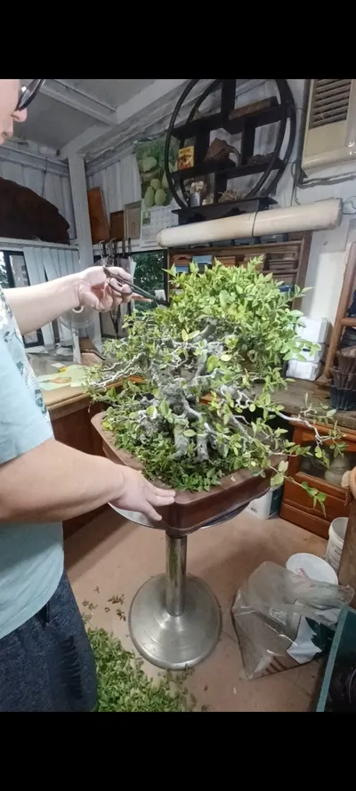 中品石朴修剪整理記錄