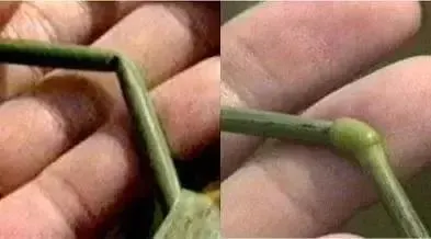 左為直接被壓斷，右為節點膨脹傾倒