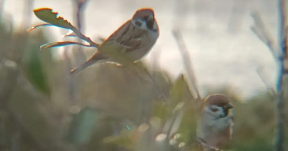 《千鳥未歸時》-［原創小說］