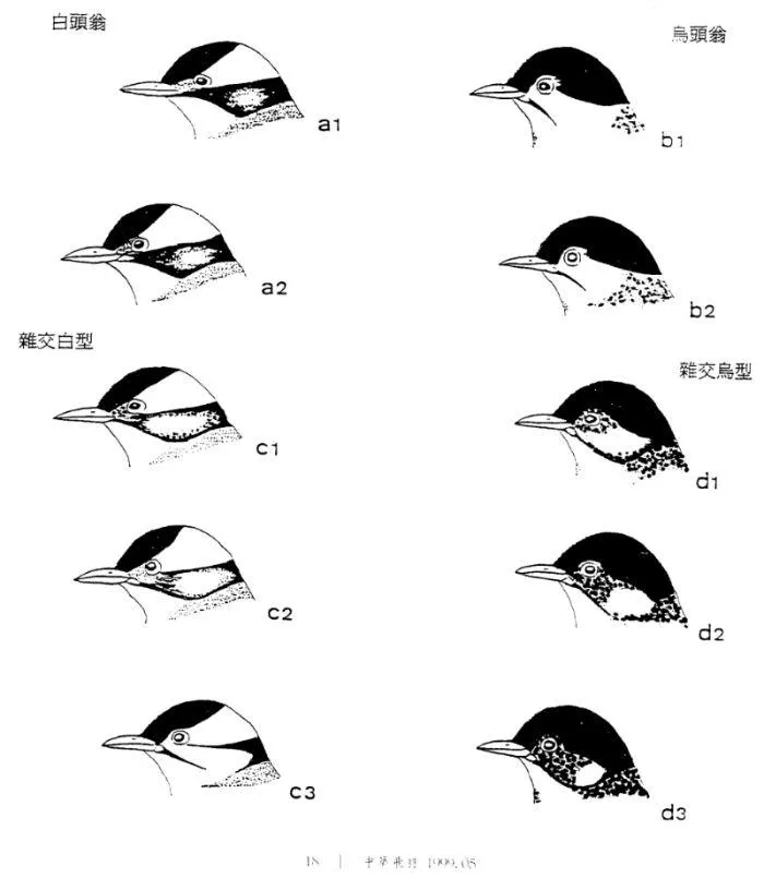 圖片引自福爾摩沙守護者