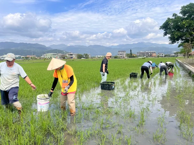 在雜草群中搶救秧苗的大隊