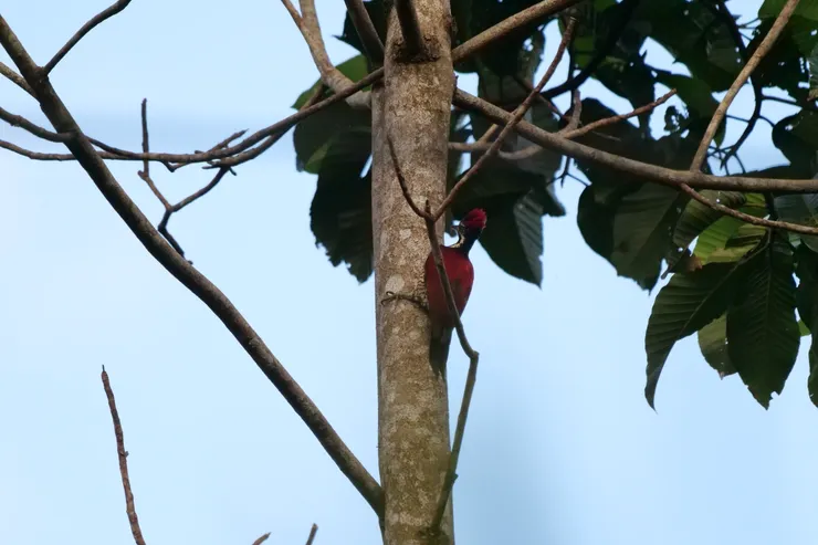 Black-rumped Flameback 斯里蘭卡獨有種