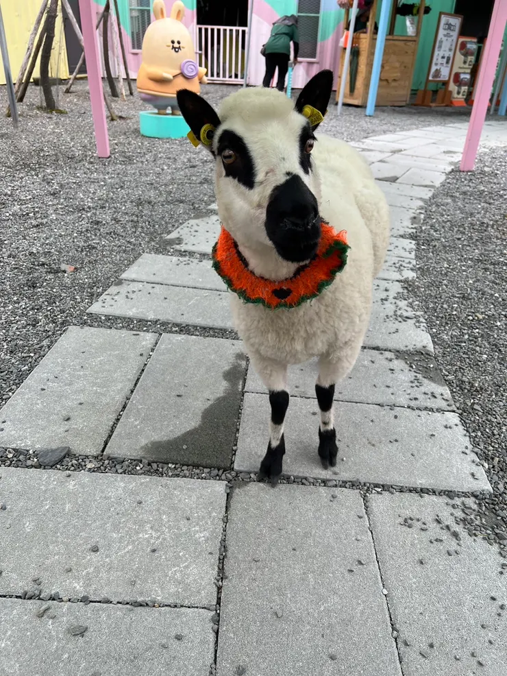 動物很可愛只會靠近有草的人