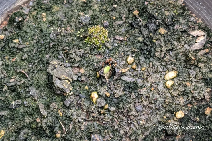 再度冒出的嫩芽（位於圖中央） 攝於 2025.9.20