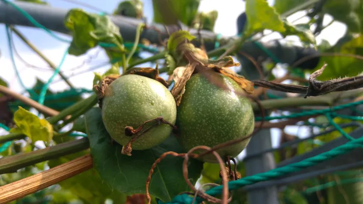 百香果結果:人生種植的第一次