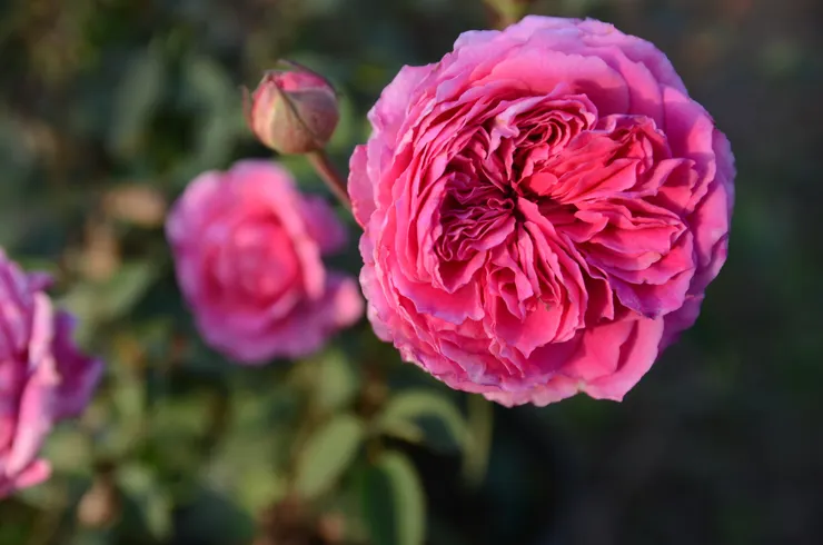 這款新育出的玫瑰，她的花香帶點微酸風信子的玫瑰氣息，餘韻卻讓人聯想到是喜帖還是紅包的味道。一種富貴喜氣之感油然而生。