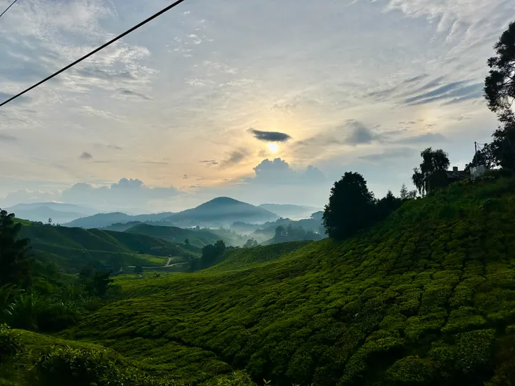 金馬崙茶園日出