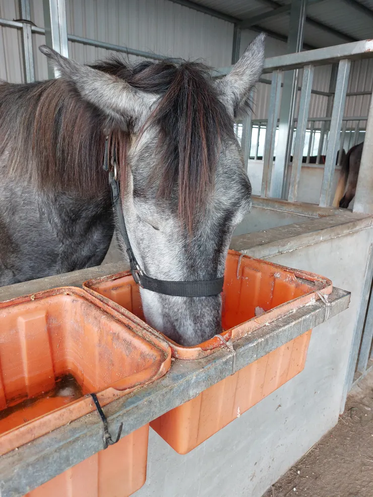 小馬我真的不懂你