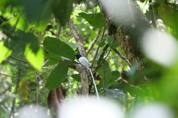 突然出現在眼前，白色的綬帶