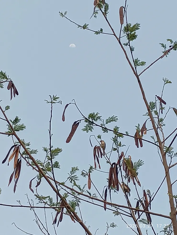 半月孤鳥勸斜陽，鳥是白頭翁