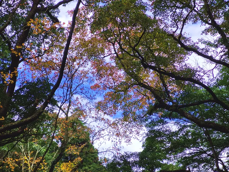 今日原本是陰天，突然天光乍現，是老天給的驚喜。