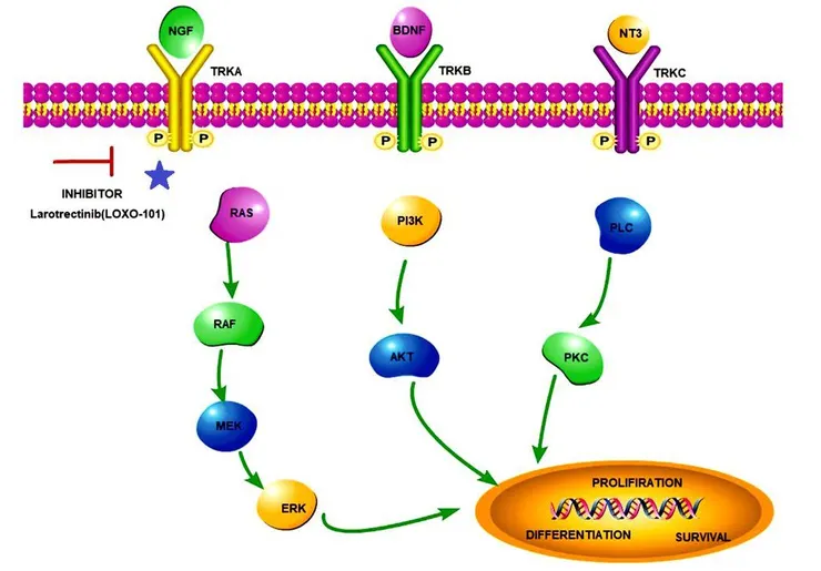 Vitrakvi（Larotrectinib）的藥理作用