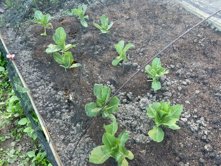 蘿蔓最後的樣子