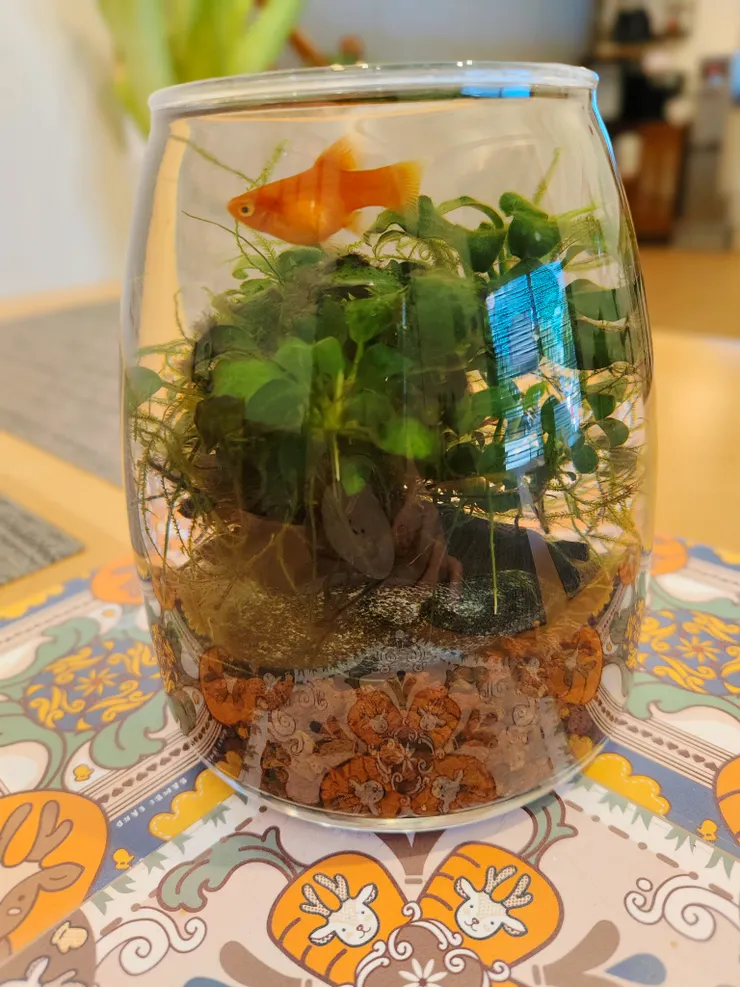 小魚缸活化室內氛圍