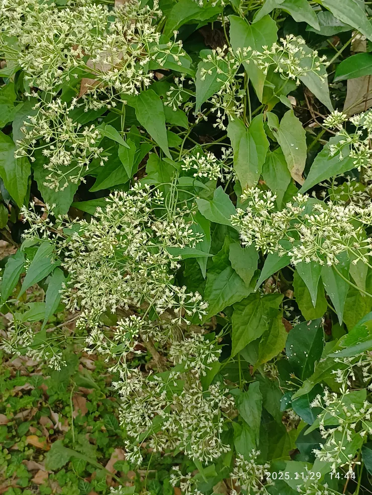 屏東，隨處眼隨見小花蔓澤蘭，肆虐被攀附的植物