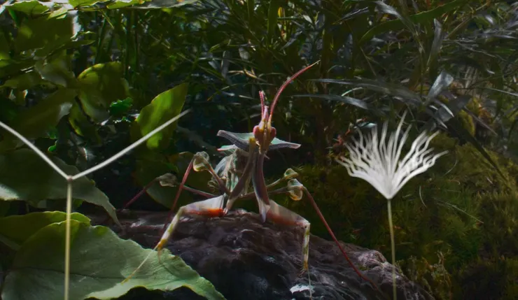 《蒲公英的奇幻漂流》劇照／金馬影展提供