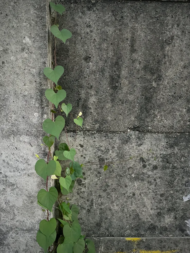 散步時捕捉到一排的愛心