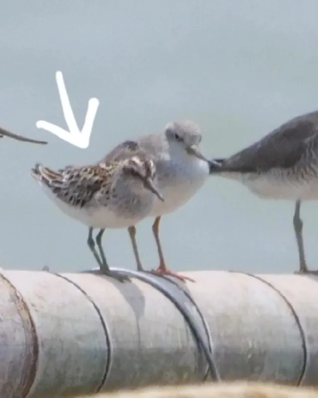 身材比較矮小，旁邊是翹嘴鷸