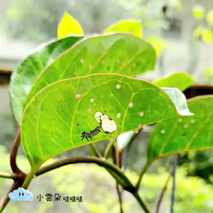 蝴蝶的卵和幼蟲