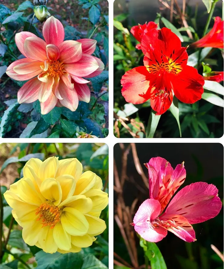 高山花卉,愈冷愈開花。
