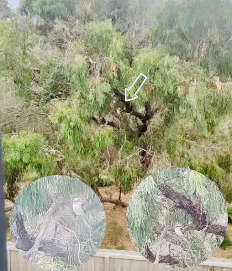 笑翠鳥出現在後院