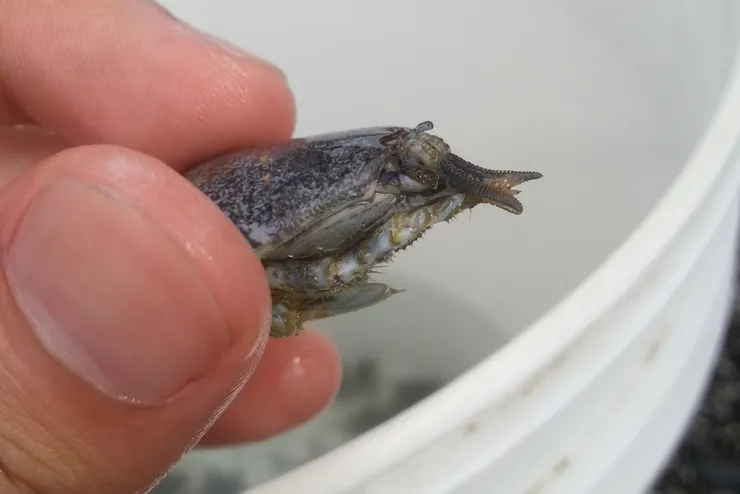 蟬蟹（浪花蟹）的頭部近照