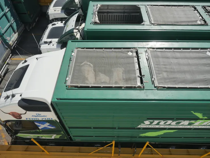 上船即聞到一股熟悉的味道，原來是載滿牛羊的大貨車也在等待北運。