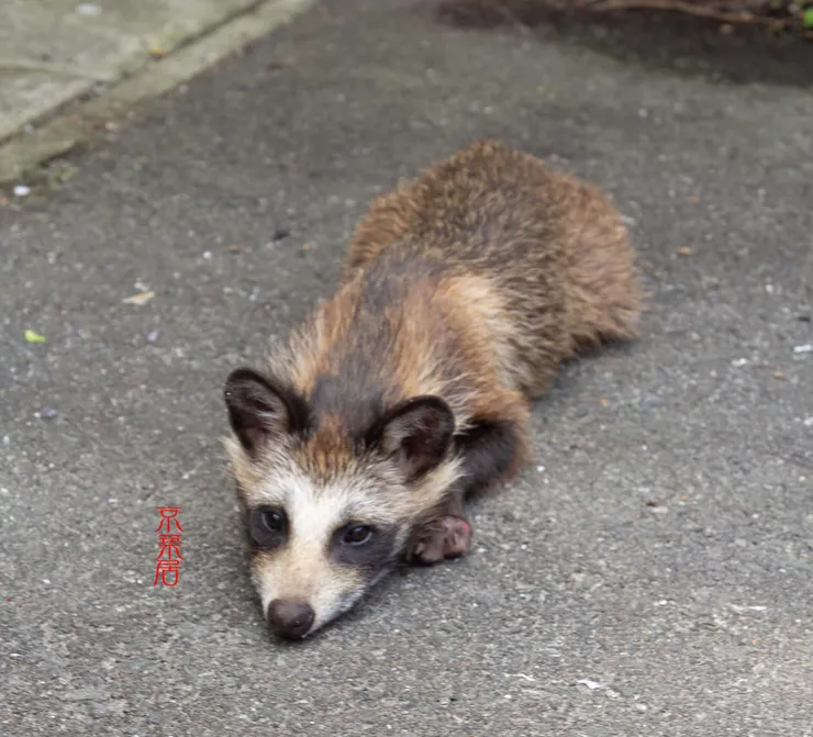 狸貓換烏賊？（攝影 Wu YuYing）