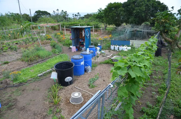 菜園裡的巨桶,是先生的祕密武器