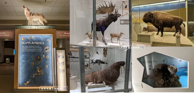 精美的哺乳動物標本