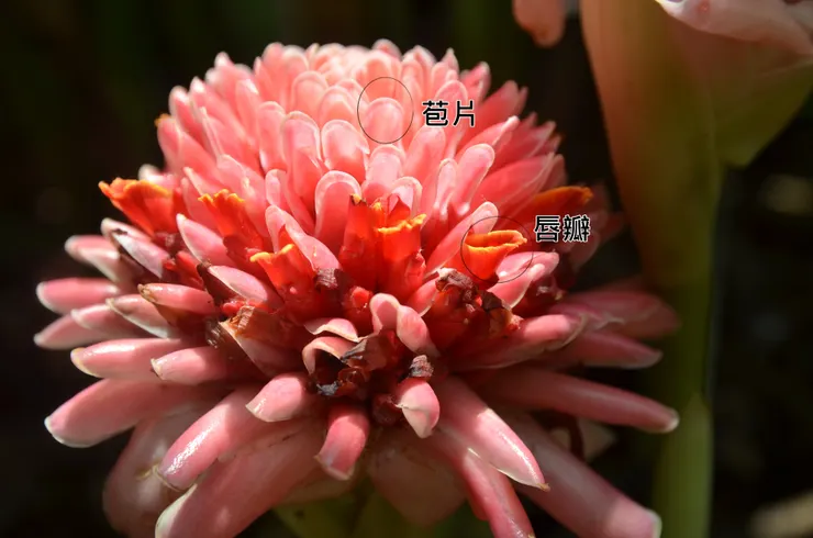 火炬薑花特寫，因有著瓷質的光澤感，故名「瓷玫瑰」。經常被寺裡師父採來供佛。