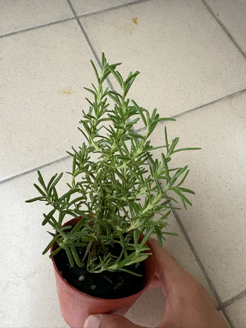 疏枝後的3吋盆迷迭香,是否還是太擁擠?