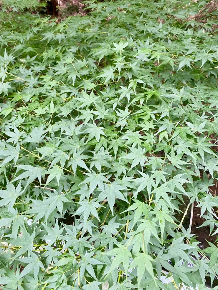 秋天楓葉變紅一定很美