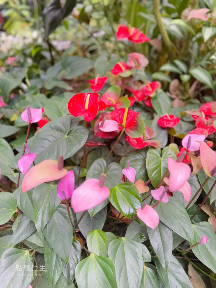 少見的粉紫色火鶴｜台北典藏植物園