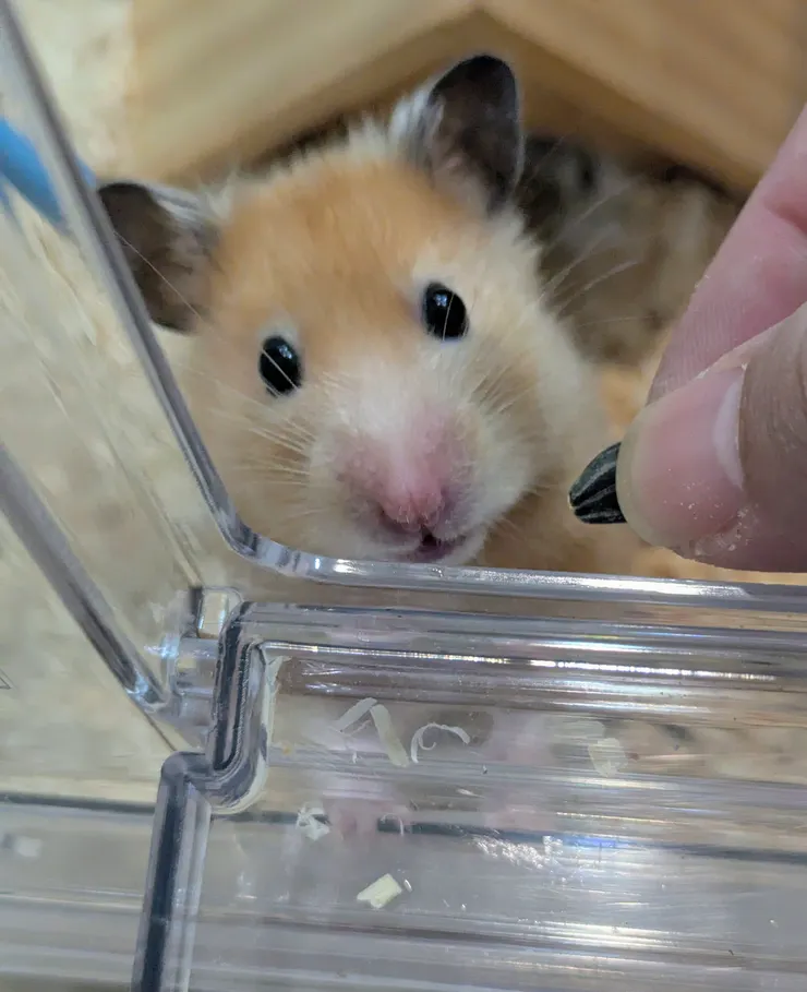 今日特餐，葵瓜子