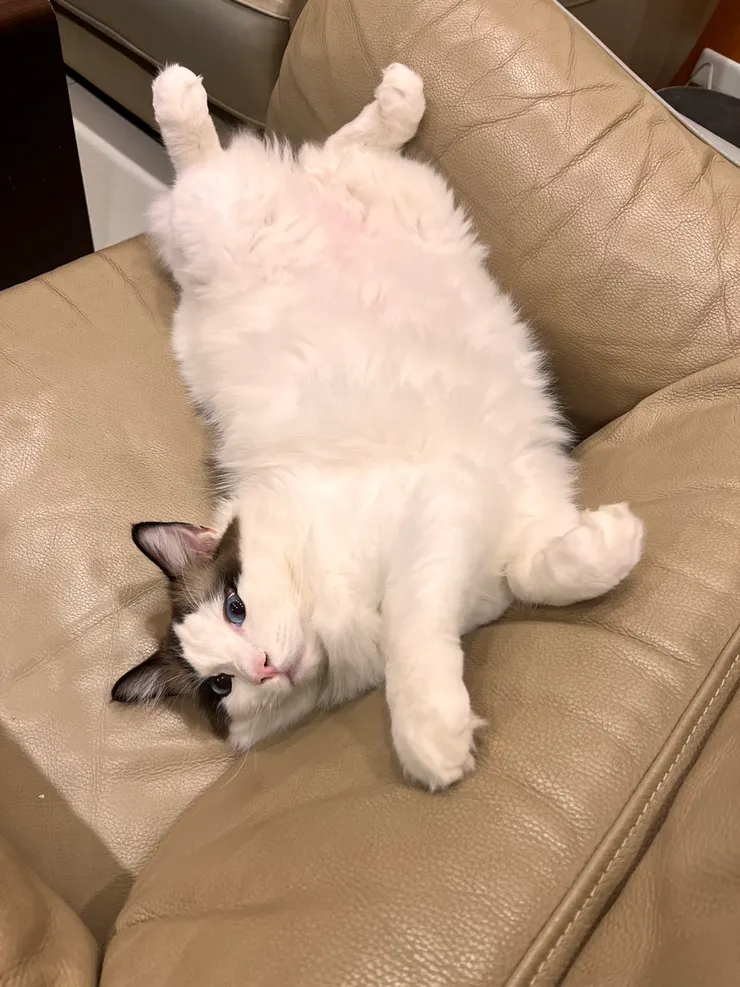 胖咪表示：看我翻肚子就知道我現在很開心