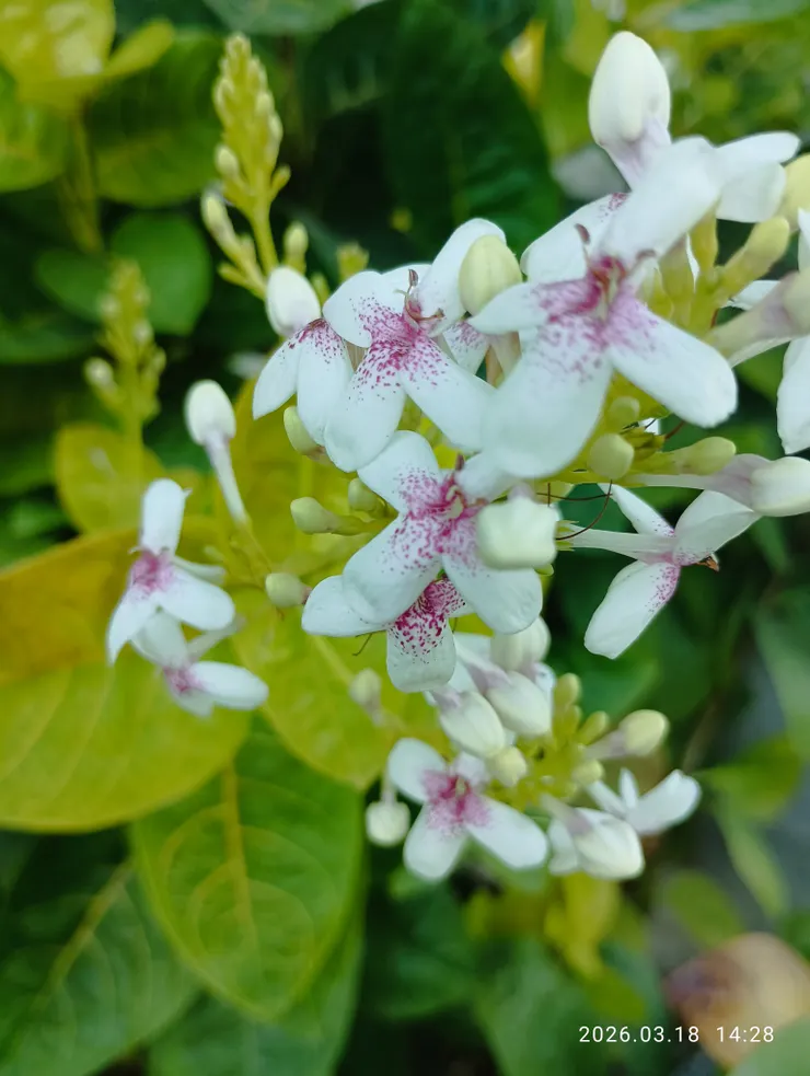 柔情別緒付清景，金葉擬美花