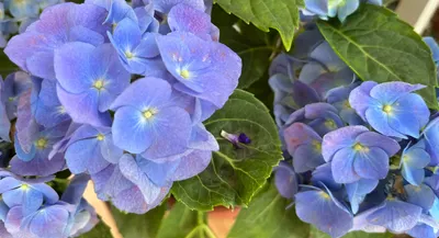 魔莉｜愛的禮物