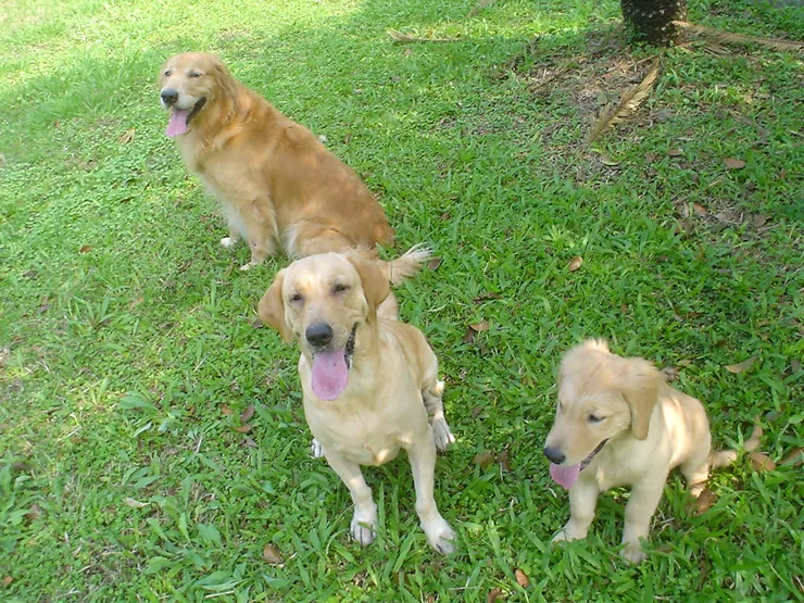 2006年的三狗們，當時家還在山上。