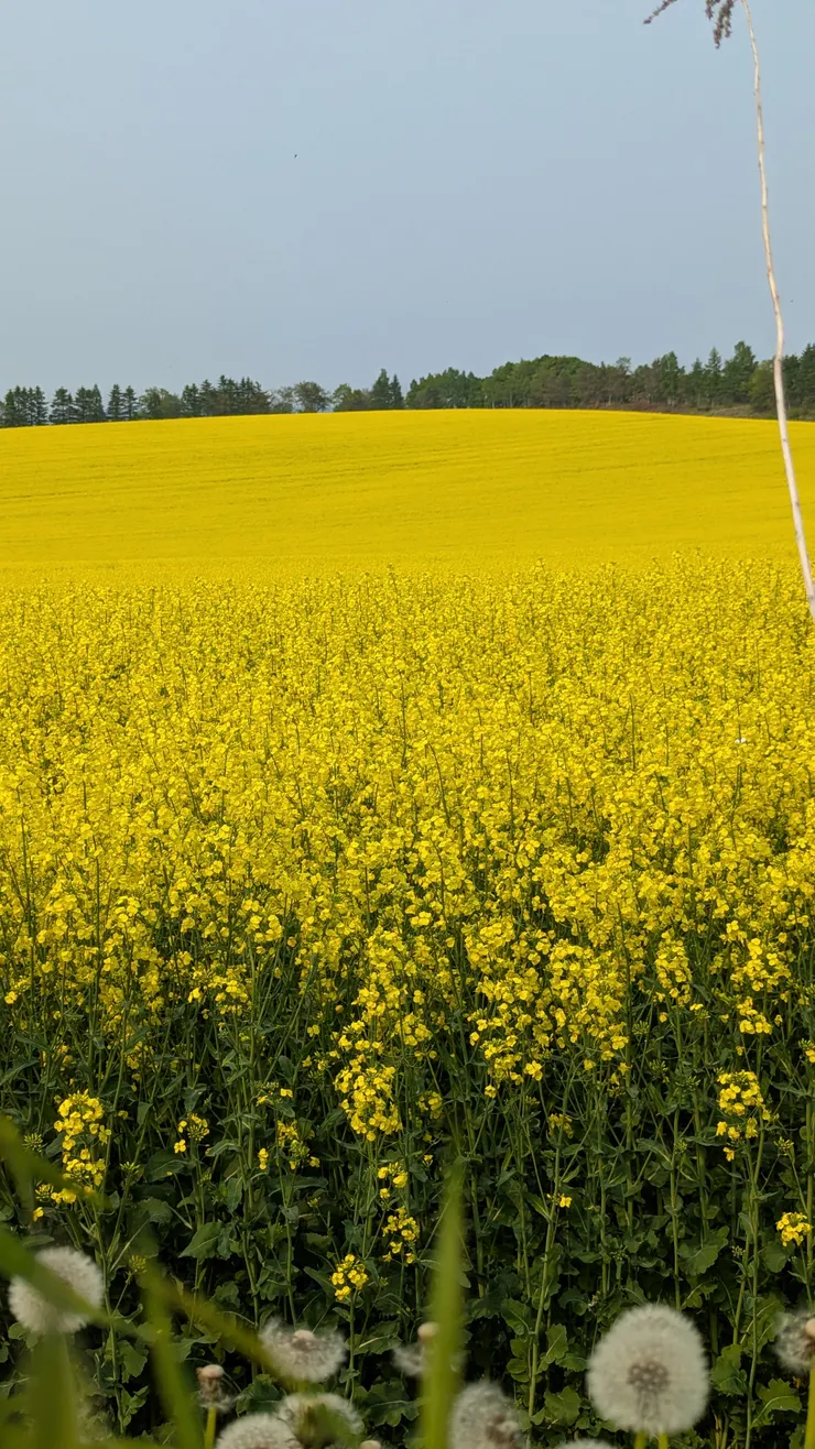 很不可思議的油菜花田，一大片連綿幾乎看不到盡頭
