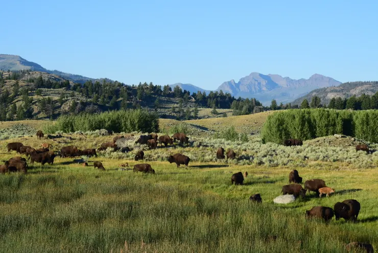 大野牛帶著小野牛在草原上休憩