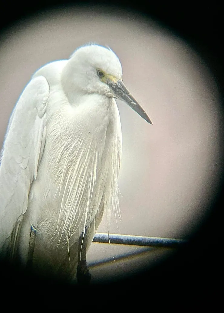 圖01 細看小白鷺，發現已出現美麗的繁殖羽