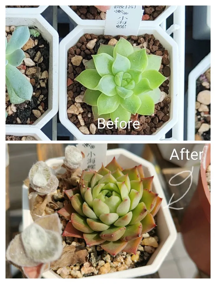 小海螺開始是綠色，長大葉面變多轉紅