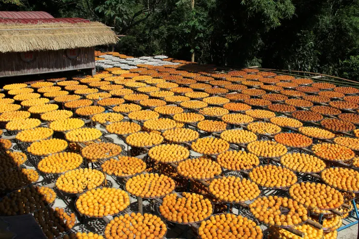 圖片來源：網路〈味衛佳柿餅教育農園/特色農業旅遊場域認證網〉