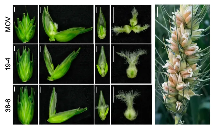 圖片取自：PNAS。