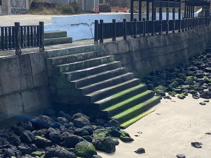 佈滿海菜的石階